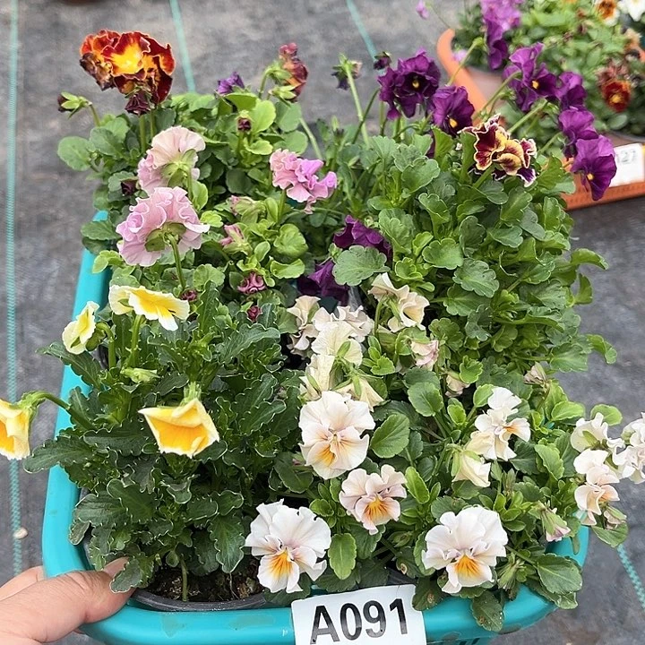 91号角堇清棚6棵