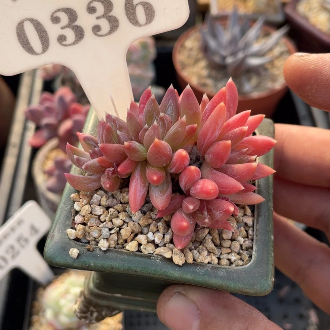 0336糖爪不带盆6厘米