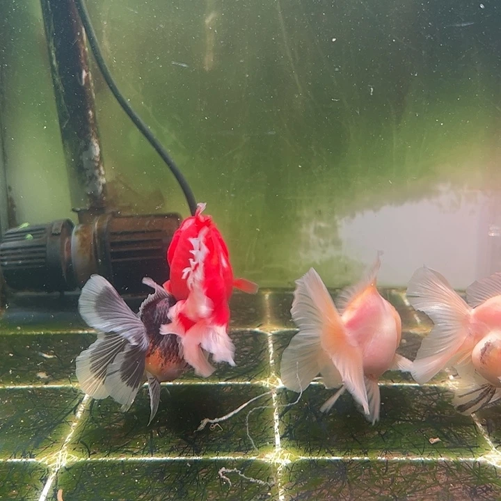 金鱼百褶泰狮压成11