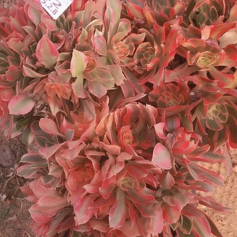 净*2.8-22女王3个多肉植物