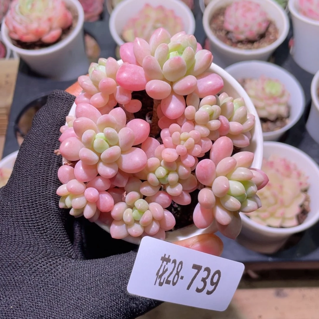 花利美28-739洛可可