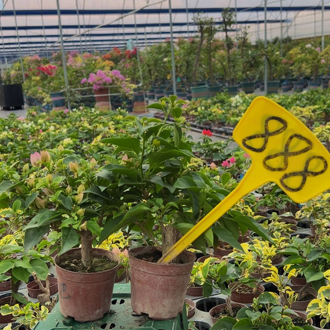 当前无花栽培后可以开花巴西紫掌中宝 绿叶水晶掌中宝都有瑕疵888