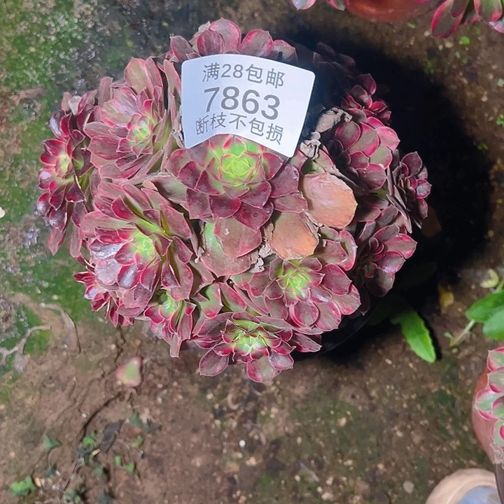 7863安娜多肉植物