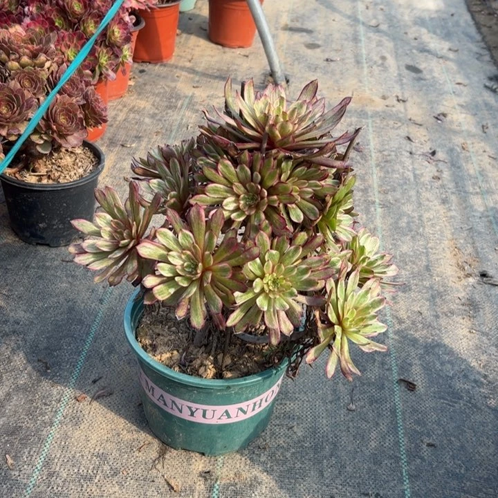 29紫霞仙子多肉多肉