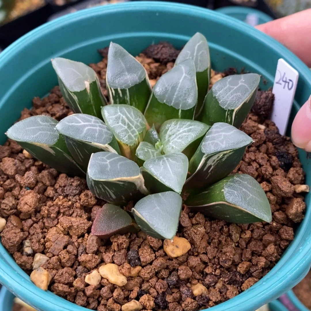 一颗实生大克锦