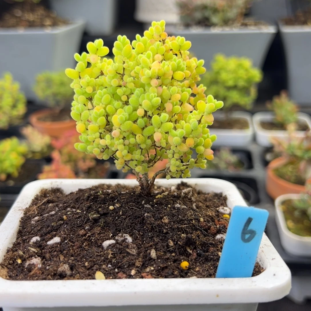 控养彩蜜橘糖球6号