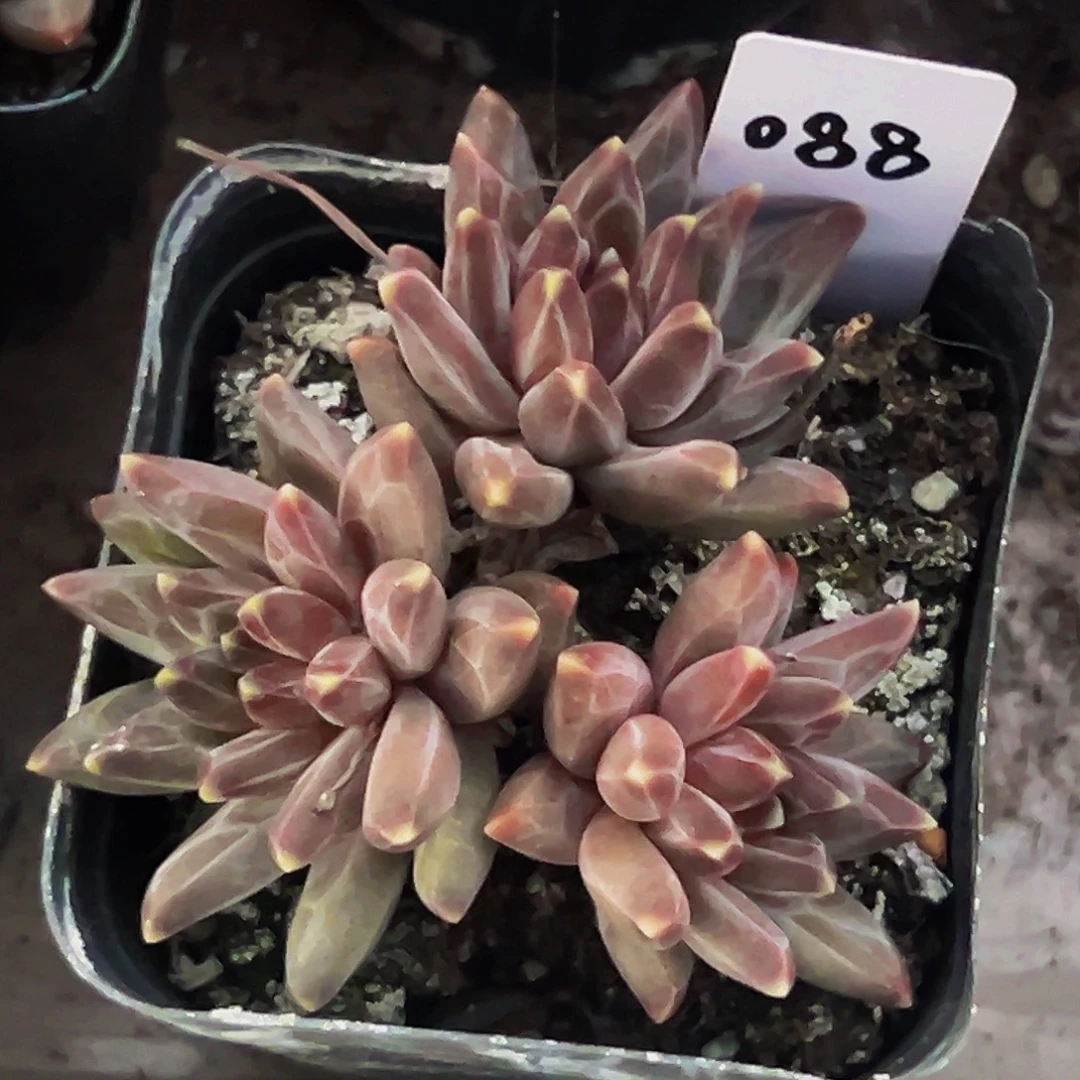 桔云多肉美人精品系列