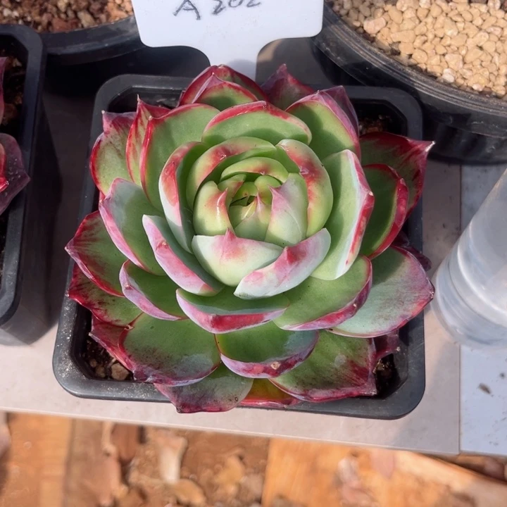 柚***茶惊鸿仙子多肉植物A202