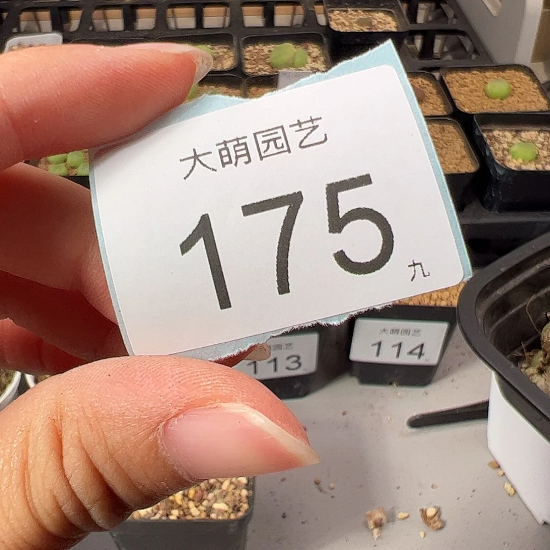 流***瑶0000175 一物一拍