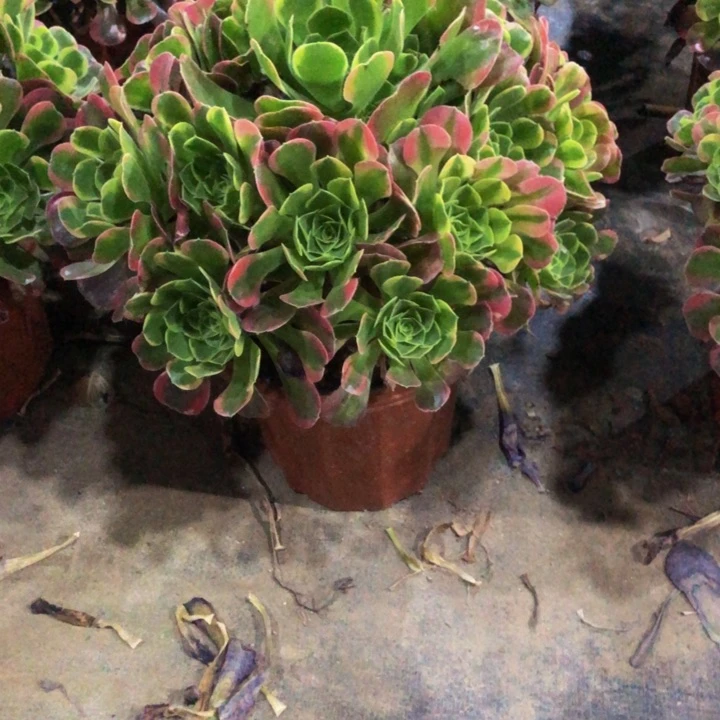 特斯拉202.0000000