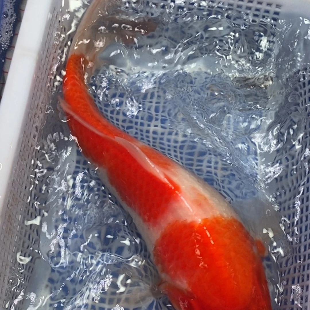 锦鲤冷水锦鲤包邮