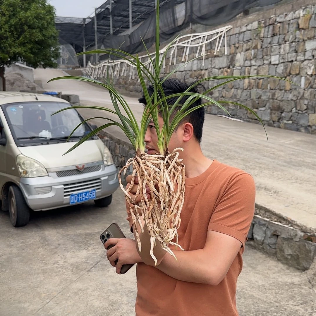 当前无花栽培后可以开花蕙兰章熙义仙子母带芽