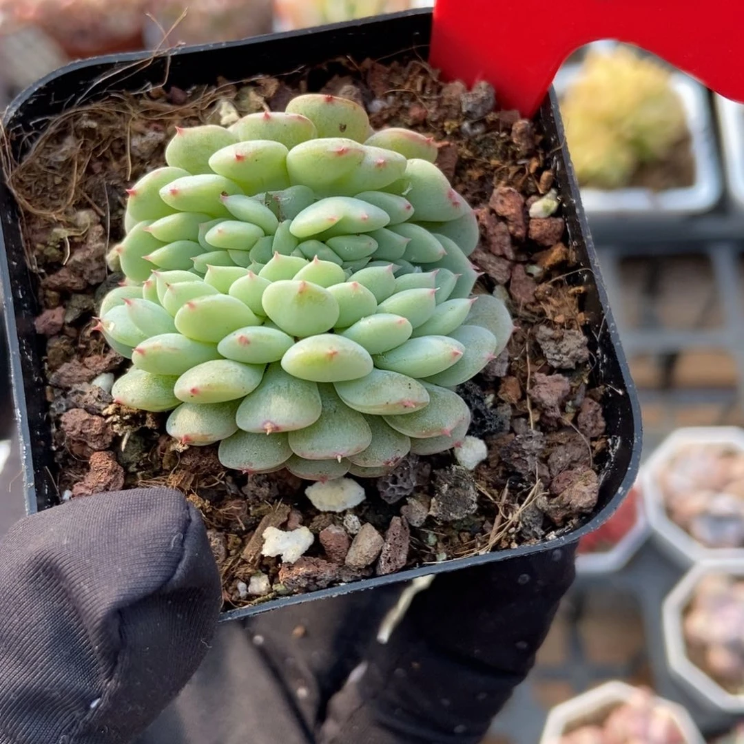 983白胖子缀多肉植物保护