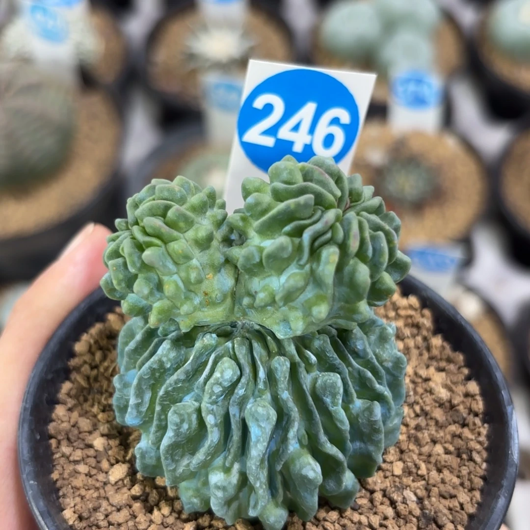 自根蝌蚪球带盆带土发货