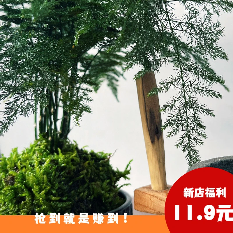 新店福利——禅意文竹盆栽观叶植物室内盆景客厅办公室桌面小绿植
