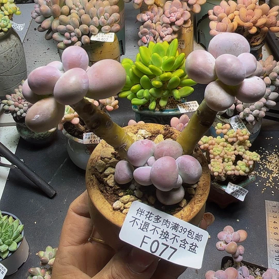 芭比奶酪077/8cm多肉
