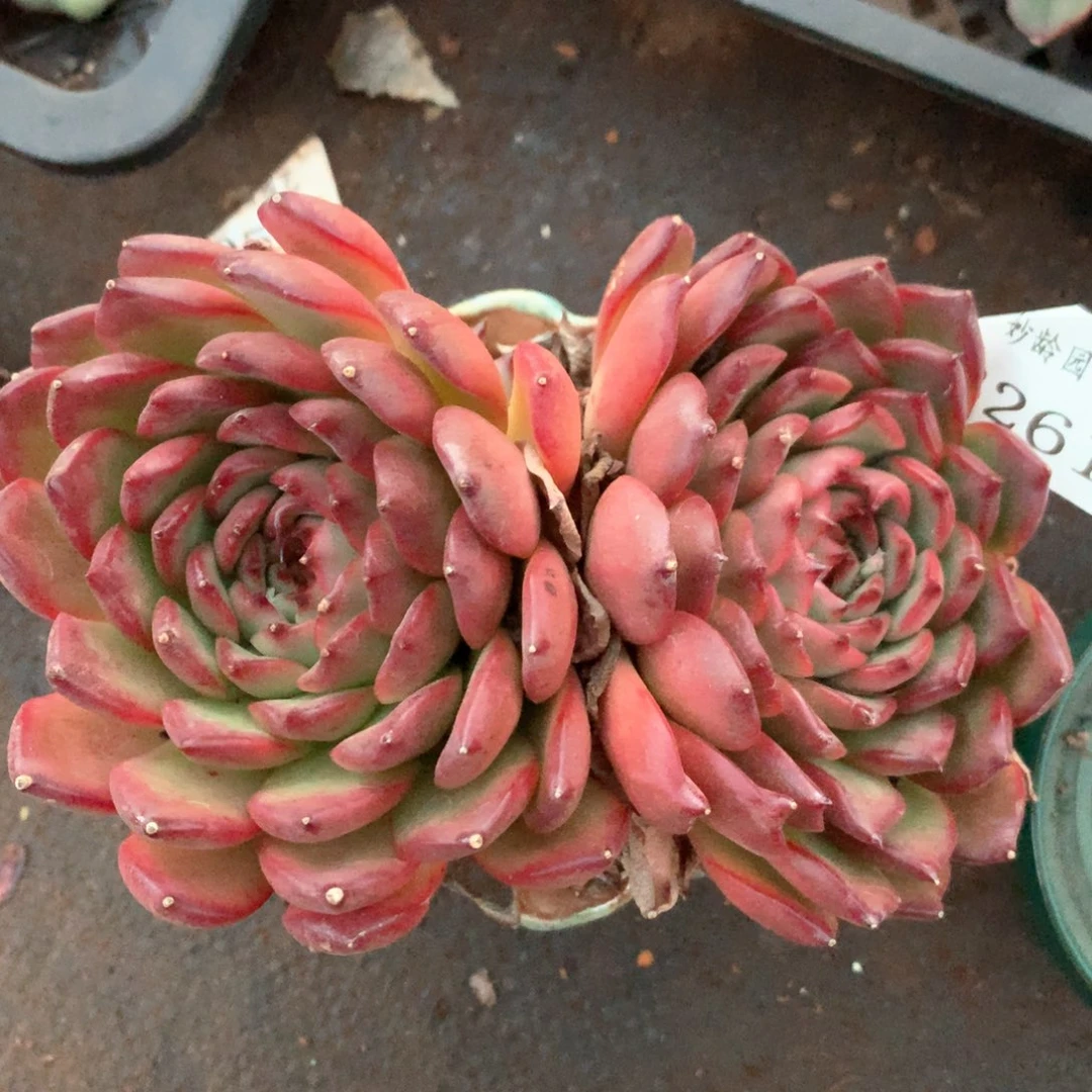 3261杂交多肉植物