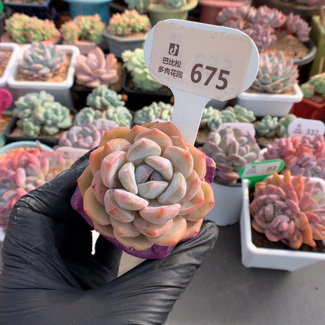 675 黄皮橙多肉多肉