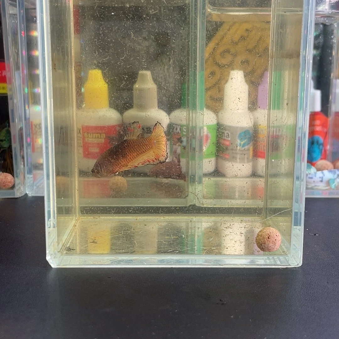 斗鱼20号117早万兰达母