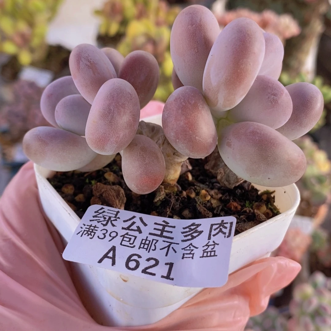 橙雪球6cm621多肉酱