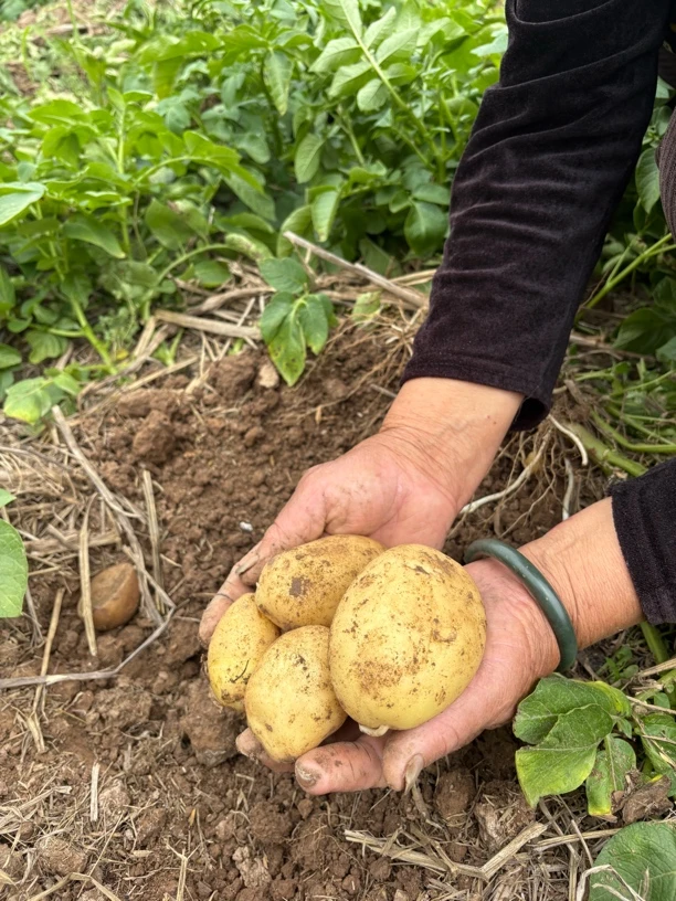 湖北应季露天土豆现挖现发中小混装5斤包邮