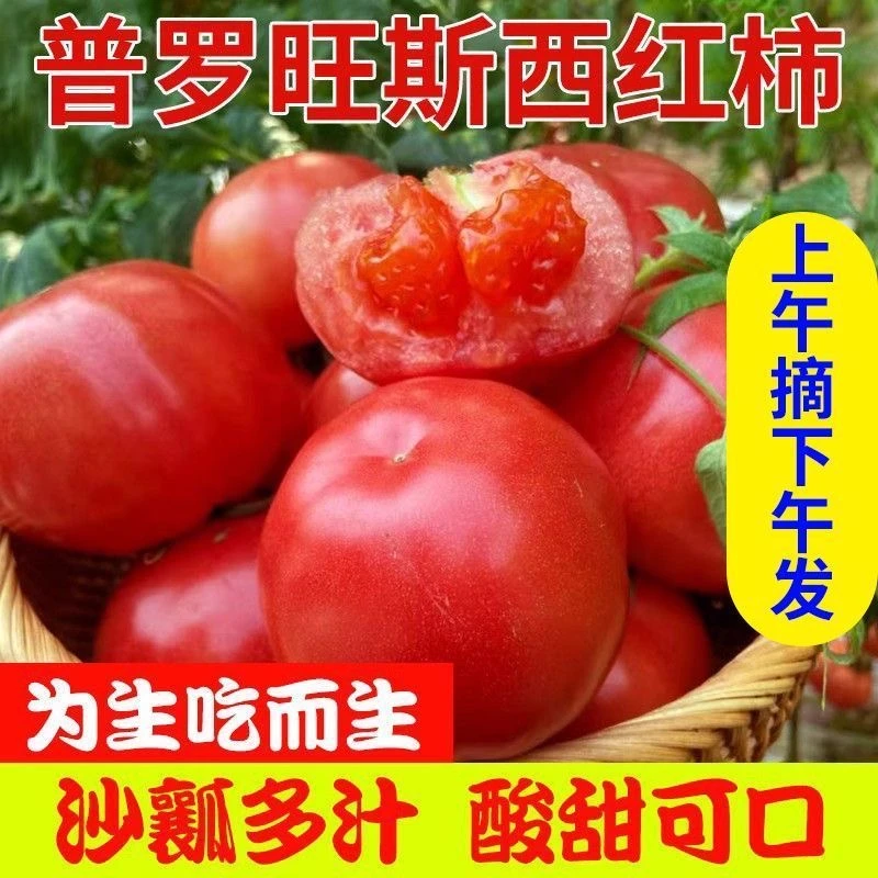 西红柿新鲜正宗普罗旺斯番茄自然熟沙瓤水果现摘生吃蔬菜农家自种
