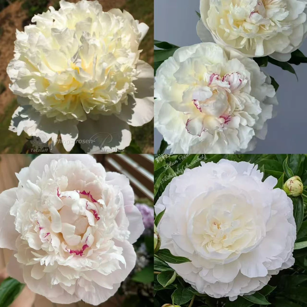 【进口芍药种苗-新品种1】 地栽种植 秋季裸根发苗 包对版