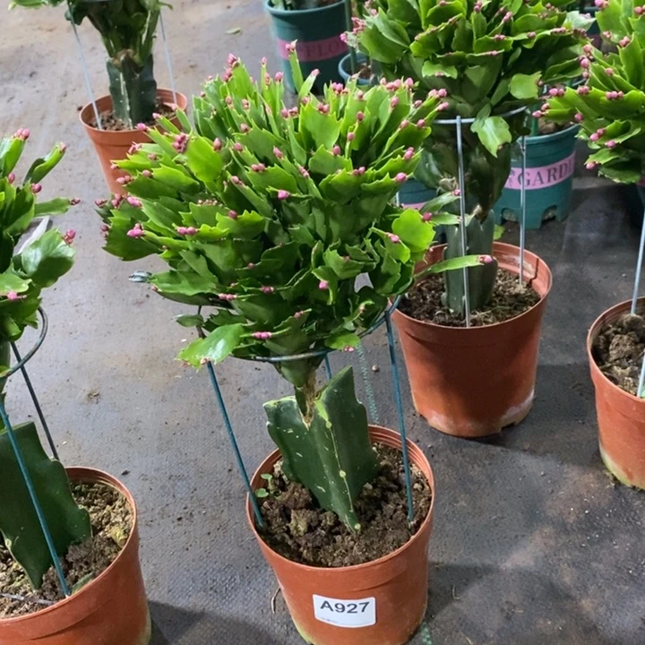 当前无花栽培后可以开花927紫色