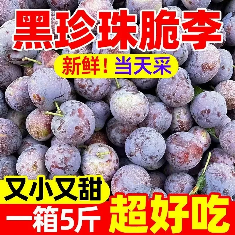 四川现摘新鲜脱骨脆红李子当季新鲜水果脆甜爽口edcy