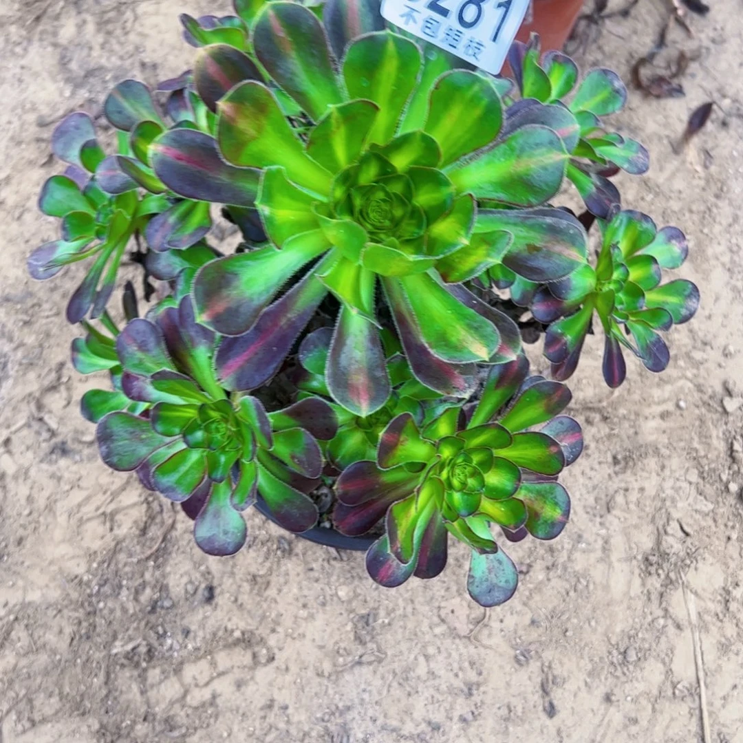 爱马仕中斑多肉植物0281