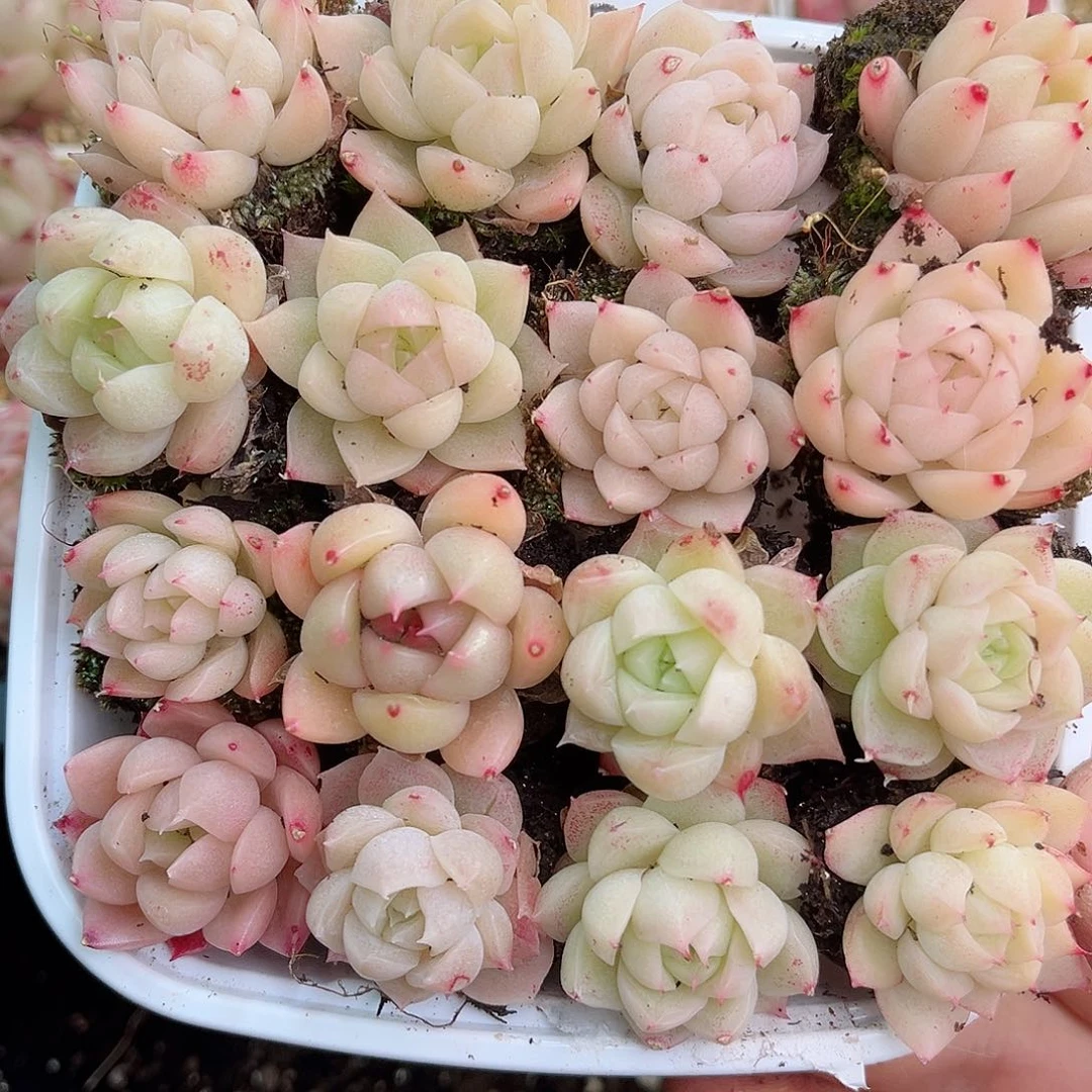 1-419 新疆西藏内蒙不发12.8包邮2-3公分多肉