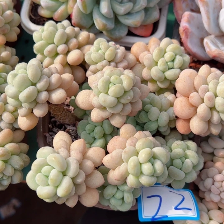 22洛可可平平安安健健康康