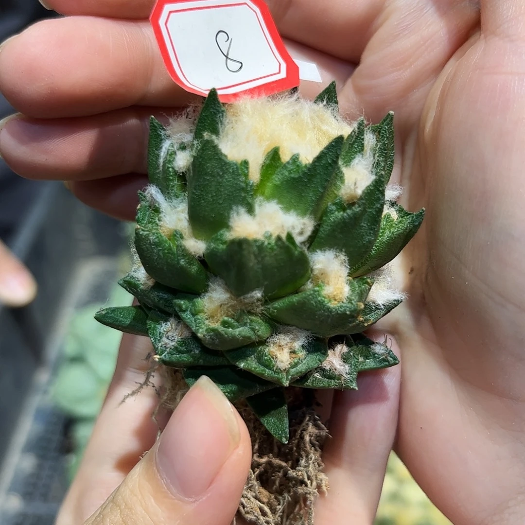 8号5cm自根龙博牡丹萝卜根