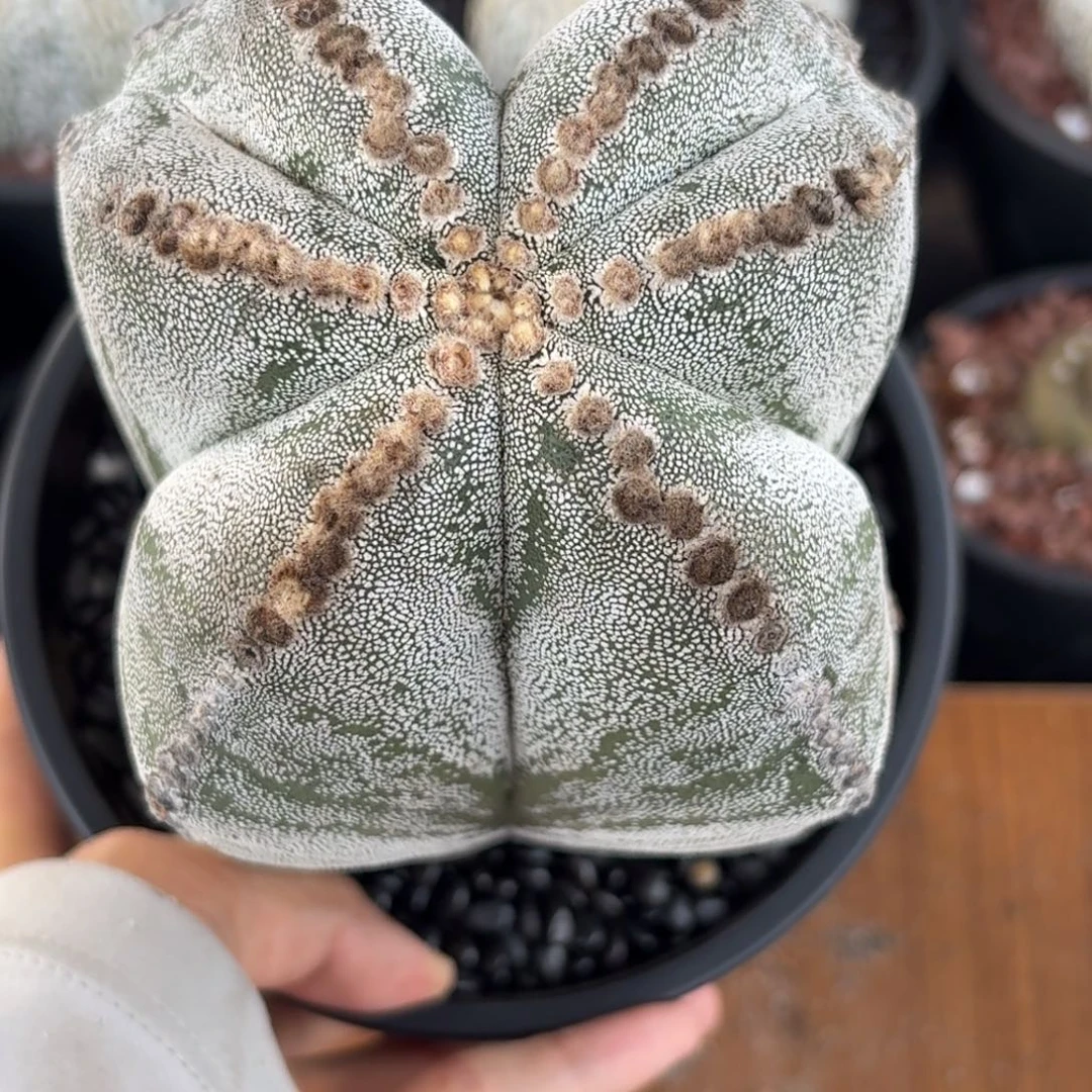 蝴蝶结连u鸾凤玉实生