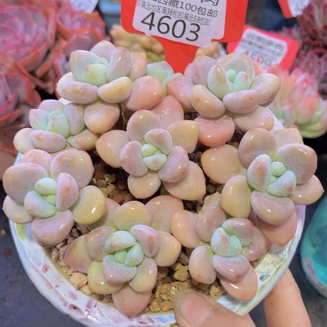 4603洛神多肉植物