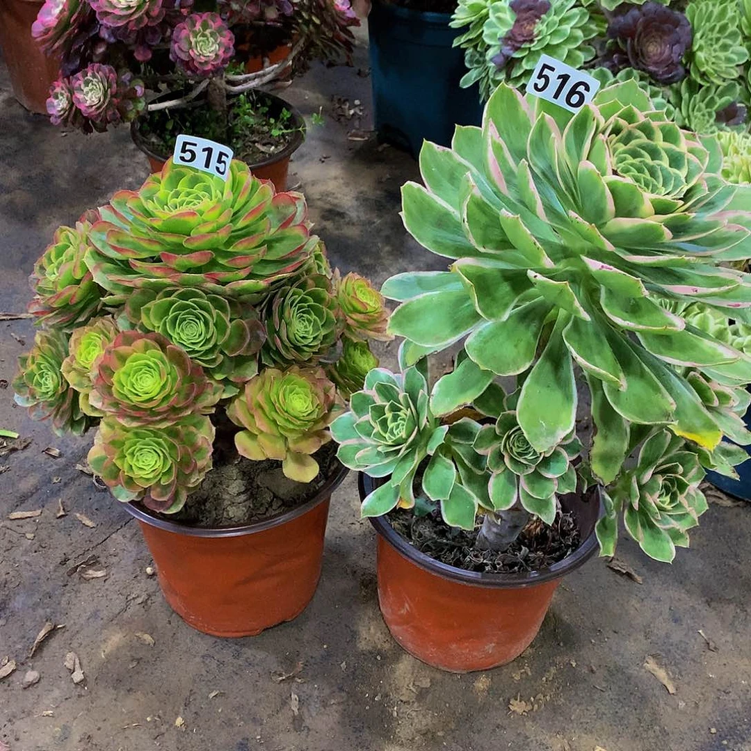 刘*欣多肉515.516.00000