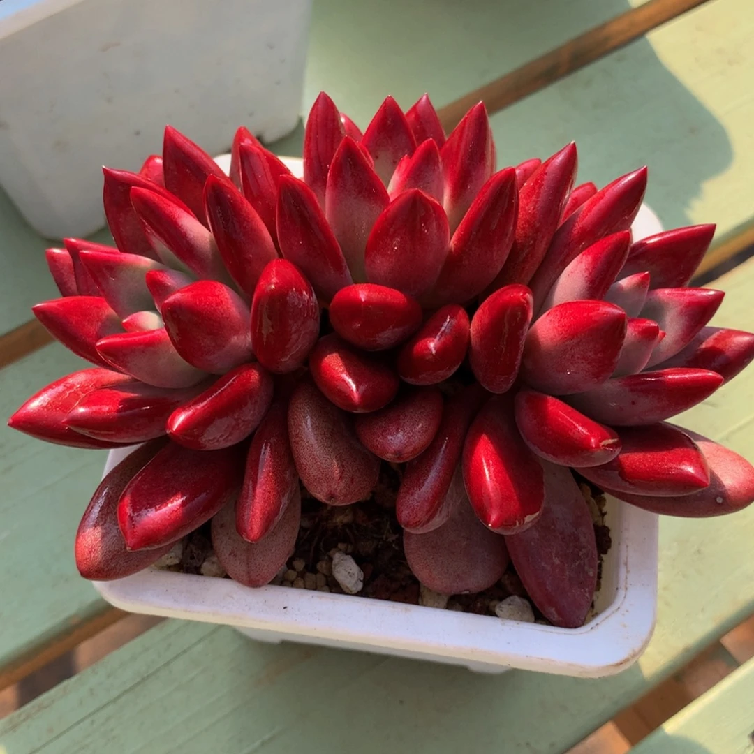 赫菲斯托精控三头群