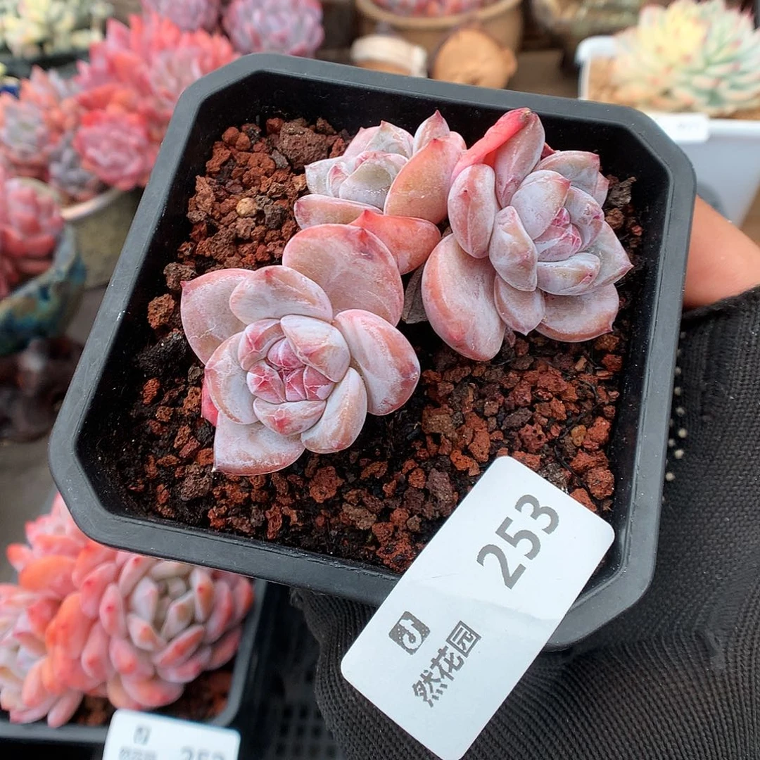 253星影多肉植物666