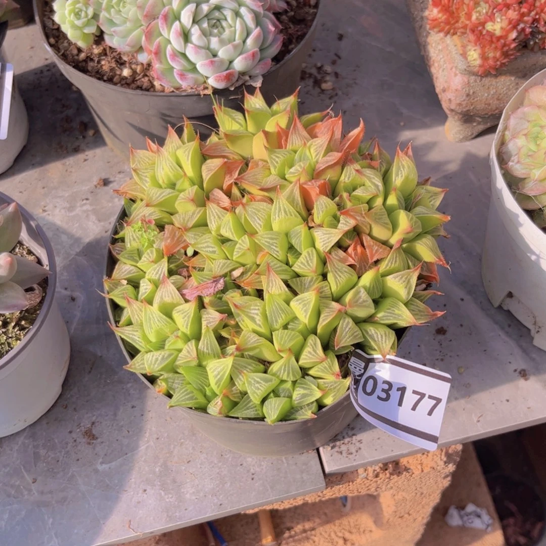 不包整多肉植物03177