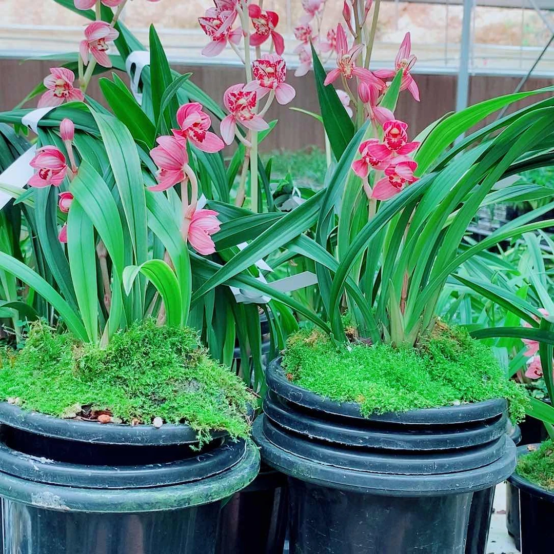 幽***情全部花苞一物一拍漂亮开花