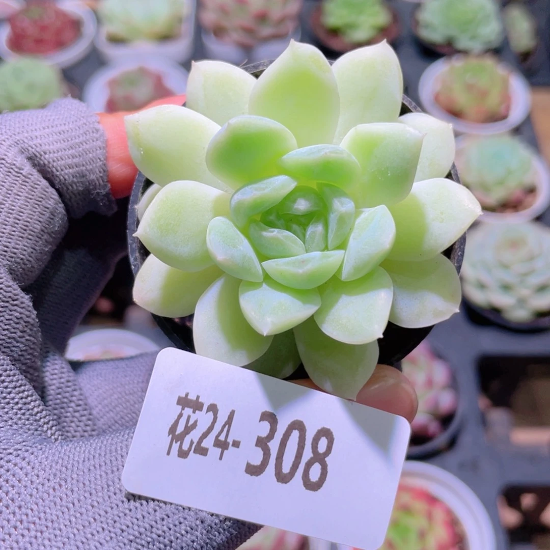 花利美24-308新品