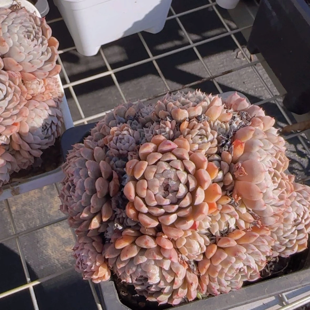 【闪购商品】墨姬，