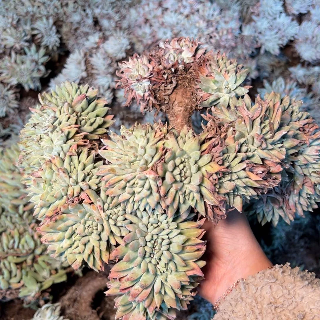 3240 今晚瑕疵无售后