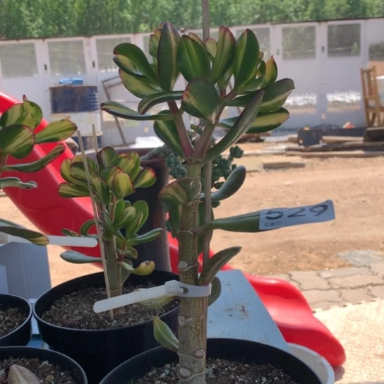 灰*生529卷叶脱土发货