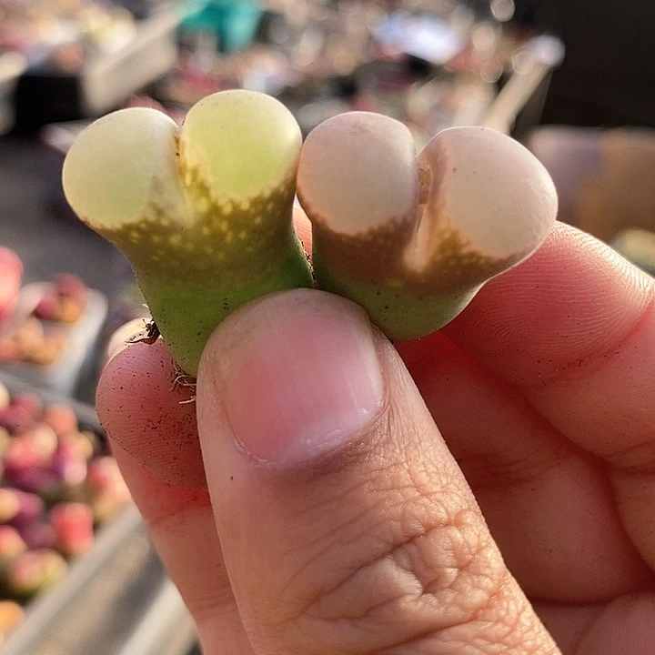 19531一组风铃母本