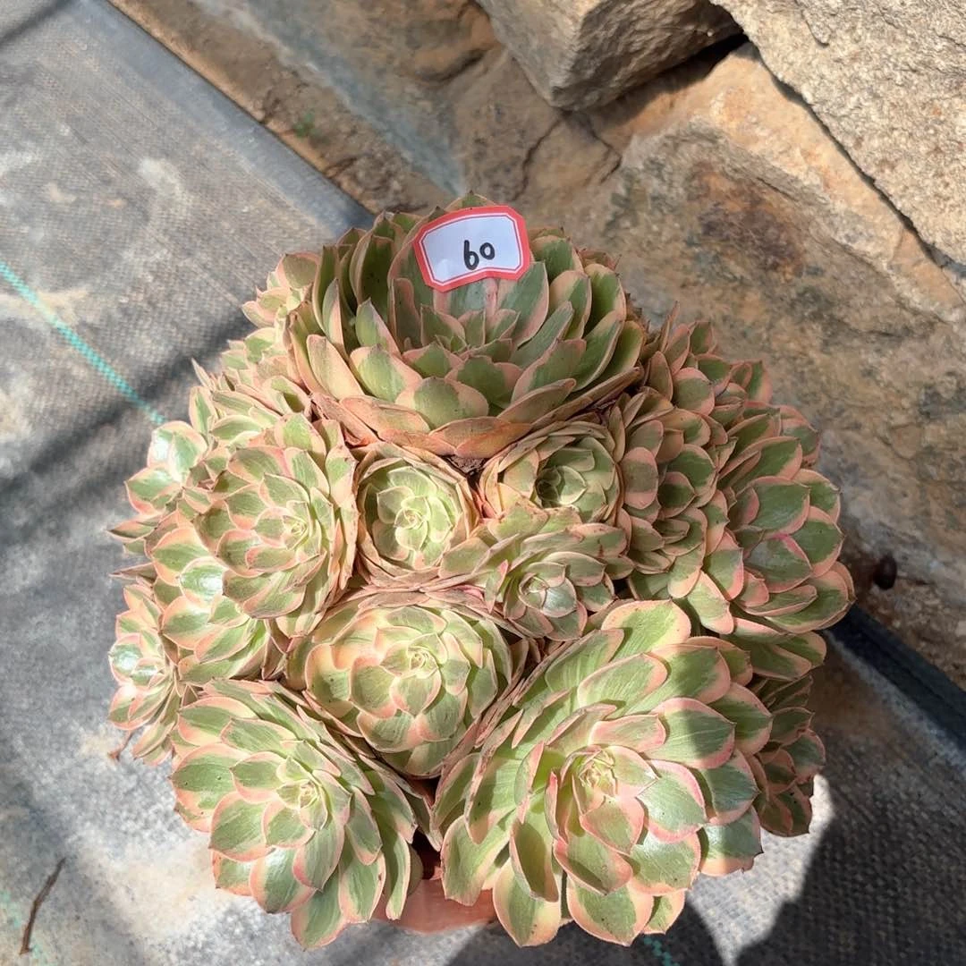 无花朵?****60云何多肉植物
