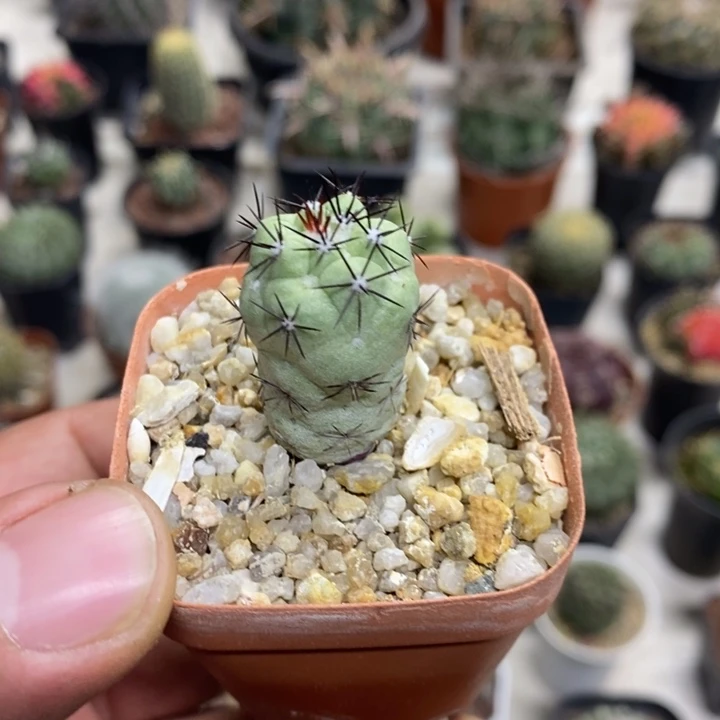 黑刺帝王丸特价福利