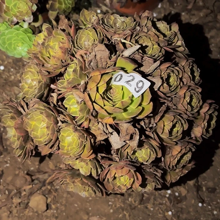 029孔雀翎多肉植物
