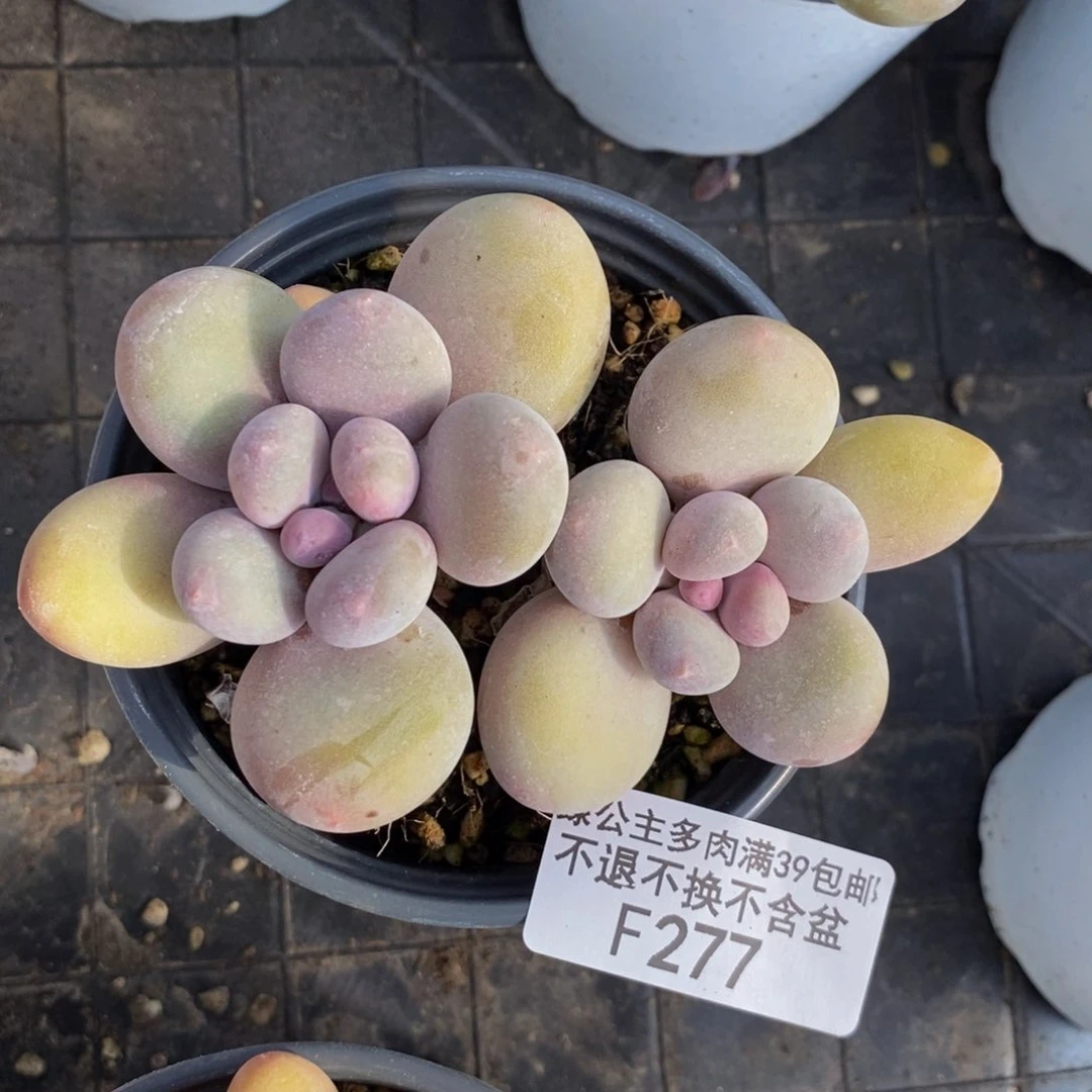 蛋黄奶酪277/8v m