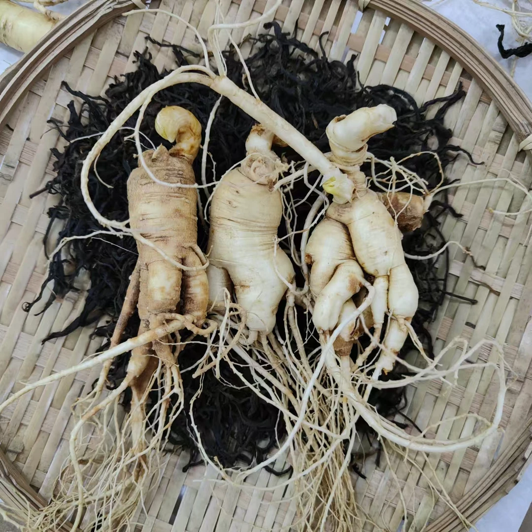 【飞台老郭私藏】飞台福利林下新鲜参茶110-120克 【3支/份】